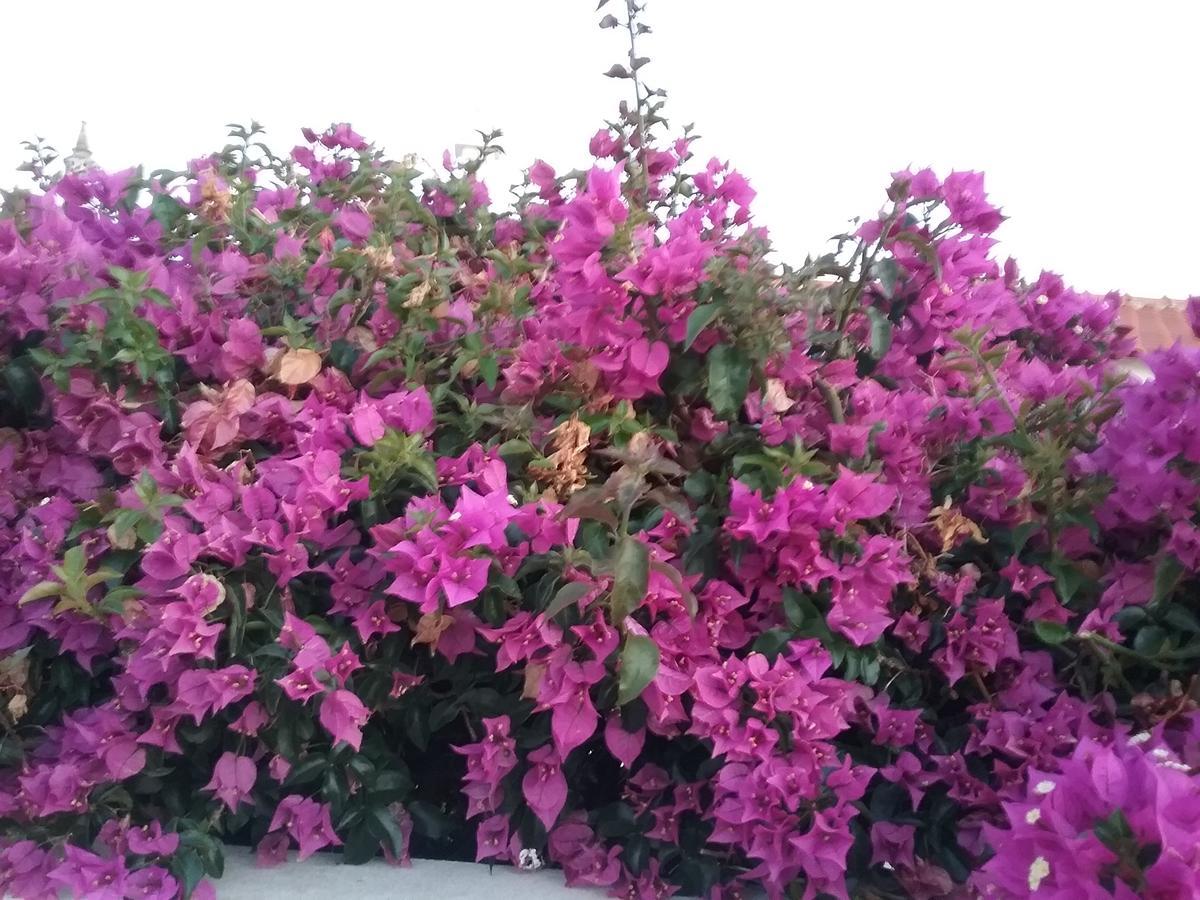 Casa Cereja 'Adults Only' Bed and Breakfast Albufeira Exteriör bild
